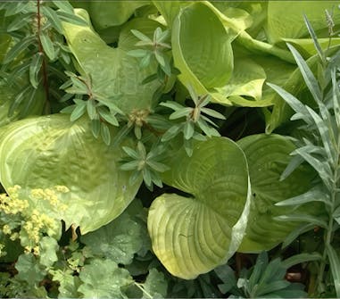 staudebed forslag staudebed forslag